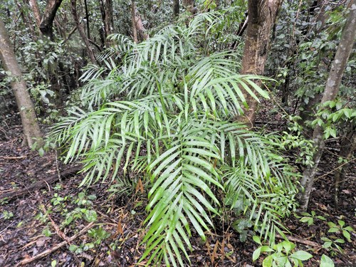 Chamaedorea hooperiana