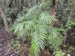 Chamaedorea hooperiana