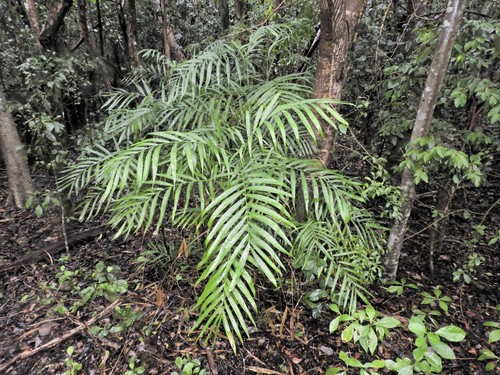 Chamaedorea hooperiana, photograph 1