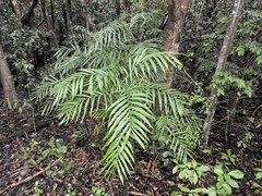 Chamaedorea hooperiana, photograph (c) Tom Field, some rights reserved (CC BY)