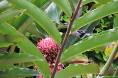 Phaethornis hispidus