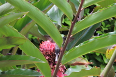 Phaethornis hispidus