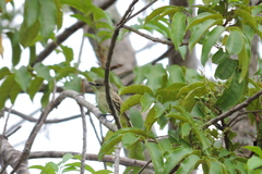 Pachyramphus