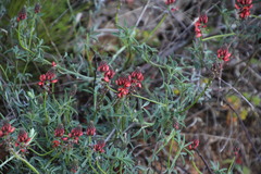 Indigofera complanata