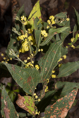 Acacia urophylla