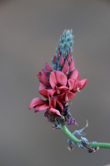 Indigofera complanata