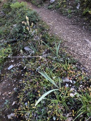 Anticlea elegans elegans