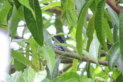 Pachyramphus