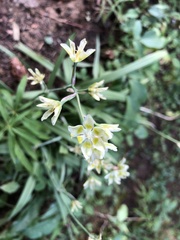 Anticlea elegans elegans