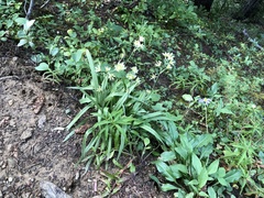 Anticlea elegans elegans