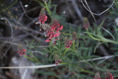 Indigofera complanata