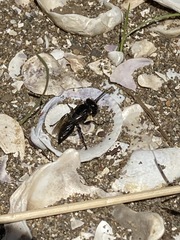 Tachysphex nigerrimus