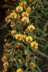 Bossiaea linophylla