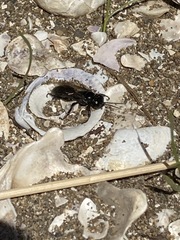 Tachysphex nigerrimus