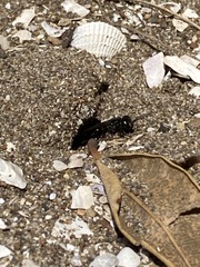 Tachysphex nigerrimus