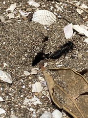 Tachysphex nigerrimus