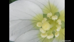 Ludwigia helminthorrhiza