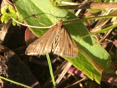 Pyrausta borealis