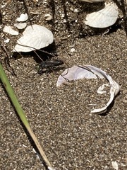 Tachysphex nigerrimus