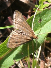 Pyrausta borealis