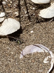 Tachysphex nigerrimus