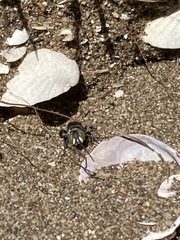 Tachysphex nigerrimus