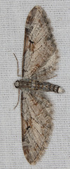 Eupithecia nevadata