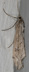 Evergestis angustalis
