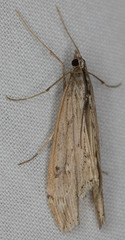 Evergestis angustalis