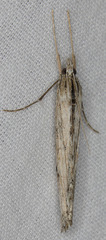 Evergestis angustalis