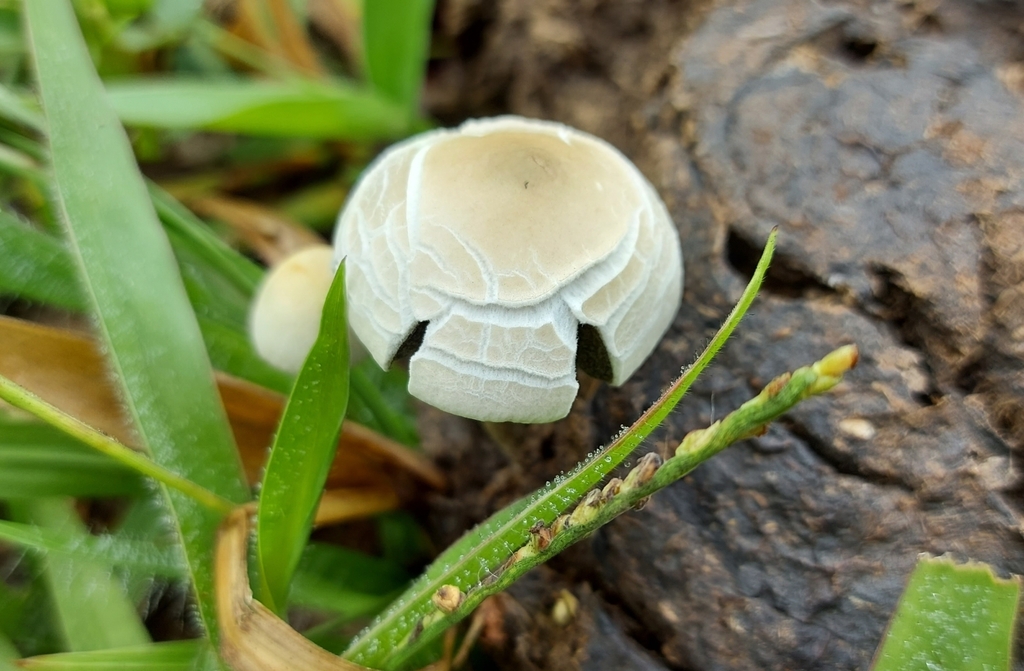 Panaeolus cyanescens · February 2021 · photo: © filipi_soares (iNaturalist, cc-by)