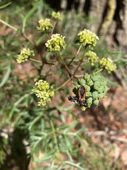 Gminatus australis