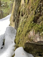 Pseudisothecium myosuroides