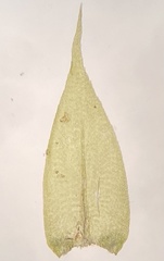Pseudisothecium myosuroides