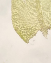 Pseudisothecium myosuroides