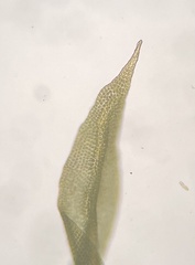 Zygodon rupestris