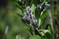 Callistachys lanceolata