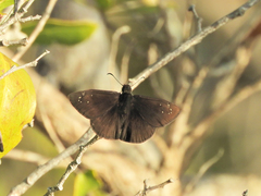 Ephyriades brunnea