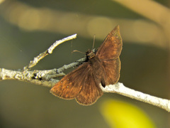 Ephyriades brunnea