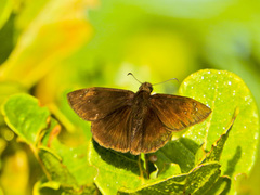Ephyriades brunnea