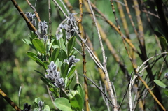 Callistachys lanceolata