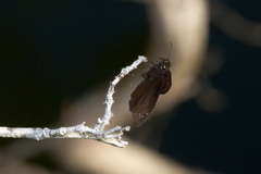 Ephyriades brunnea