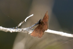 Ephyriades brunnea
