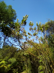 Callistachys lanceolata