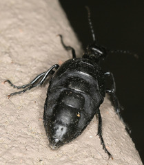 Meloe barbarus