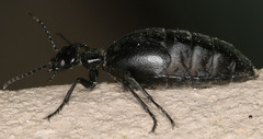 Meloe barbarus