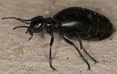 Meloe barbarus