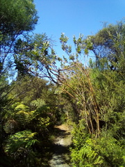 Callistachys lanceolata