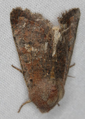 Orthosia pacifica