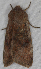Orthosia pacifica
